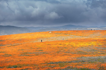 Picture of CALIFORNIA-MOJAVE DESERT CALIFORNIA POPPY SUPER BLOOM 