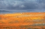 Picture of CALIFORNIA-MOJAVE DESERT CALIFORNIA POPPY SUPER BLOOM 