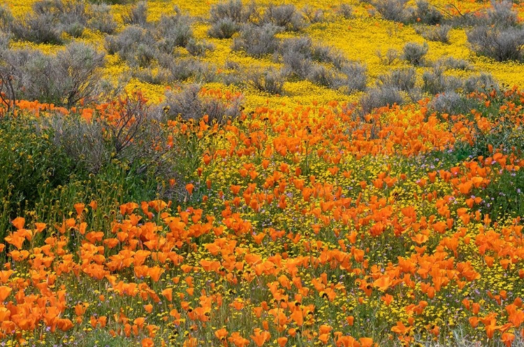 Picture of CALIFORNIA-MOJAVE DESERT CALIFORNIA POPPY SUPER BLOOM 