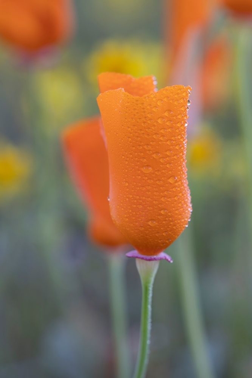 Picture of CALIFORNIA CLOSE-UP OF CALIFORNIA POPPY 