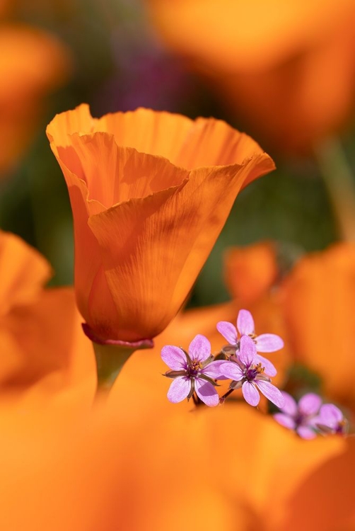 Picture of CALIFORNIA CLOSE-UP OF CALIFORNIA POPPY 