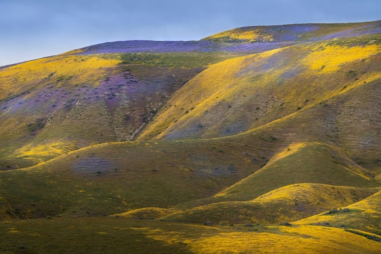 Picture of CALIFORNIA-CARRIZO PLAIN NATIONAL MONUMENT PATCHES OF LACY PHACELIA AND YELLOW HILLSIDE DAISY