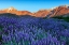 Picture of CALIFORNIA-SIERRA NEVADA RANGE BLOOMING INYO BUSH LUPINE IN VALLEY