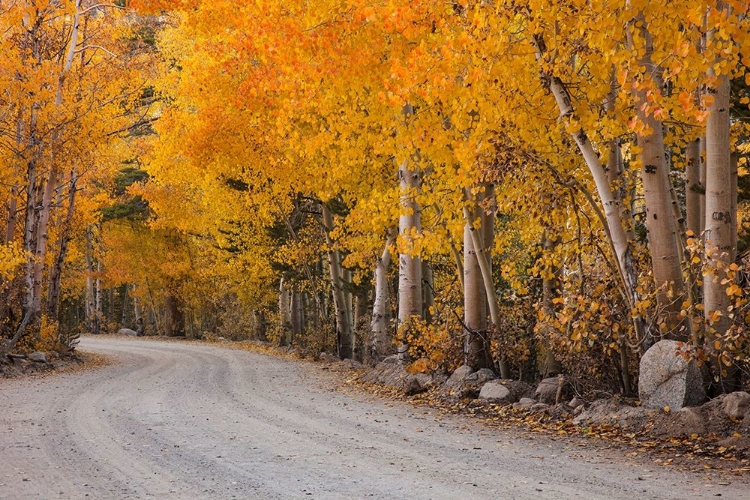 Picture of CALIFORNIA-SIERRA NEVADA RANGE MOUNTAIN ROAD IN FOREST