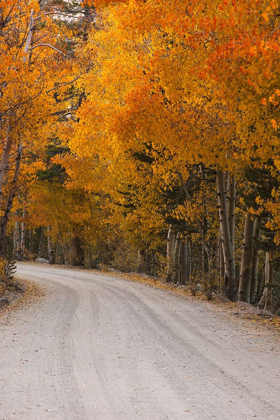 Picture of FALL COLOR IN THE SIERRA NEVADA RANGE NEAR THE NORTH FORK OF BISHOP CREEK-CA