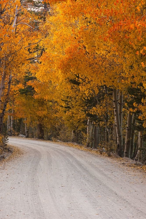 Picture of FALL COLOR IN THE SIERRA NEVADA RANGE NEAR THE NORTH FORK OF BISHOP CREEK-CA