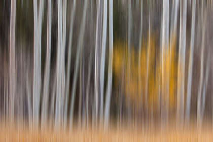 Picture of CALIFORNIA-SIERRA NEVADA RANGE ABSTRACT OF ASPEN TREES