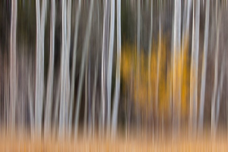 Picture of CALIFORNIA-SIERRA NEVADA RANGE ABSTRACT OF ASPEN TREES