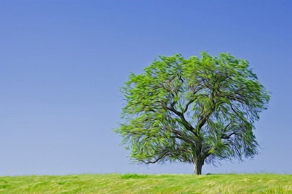 Picture of CALIFORNIA ABSTRACT OF LONE BLUE OAK TREE