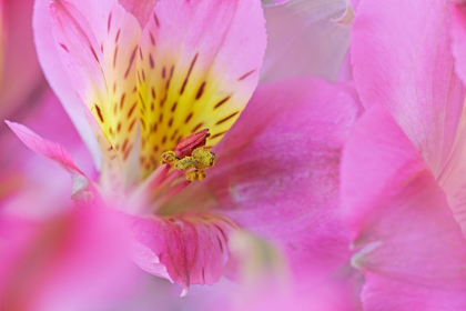 Picture of CALIFORNIA DETAIL OF ALSTROEMERIA FLOWER
