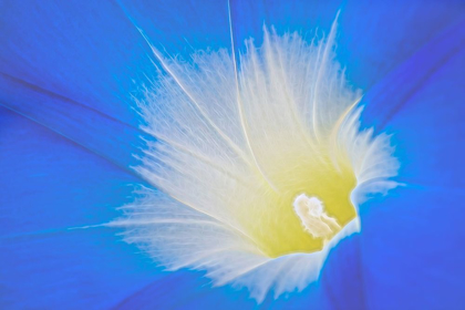 Picture of CALIFORNIA DETAIL OF MORNING GLORY FLOWER