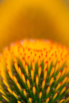 Picture of CALIFORNIA DETAIL OF PURPLE CONEFLOWER STIGMAS