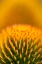 Picture of CALIFORNIA DETAIL OF PURPLE CONEFLOWER STIGMAS