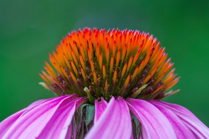 Picture of CALIFORNIA CLOSE-UP OF PURPLE CONEFLOWER