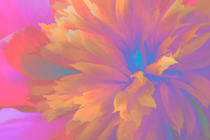 Picture of CALIFORNIA ABSTRACT OF BLOOMING PEONY FLOWER