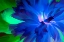 Picture of CALIFORNIA ABSTRACT OF BLOOMING PEONY FLOWER