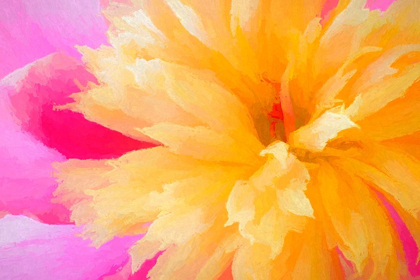 Picture of CALIFORNIA ABSTRACT OF BLOOMING PEONY FLOWER