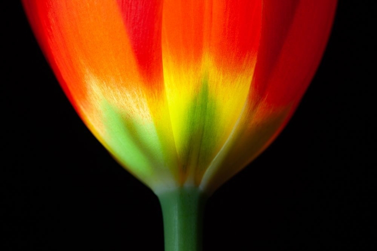 Picture of CALIFORNIA CLOSE-UP OF TULIP FLOWER