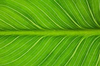 Picture of CALIFORNIA VEIN PATTERNS IN GREEN LEAF