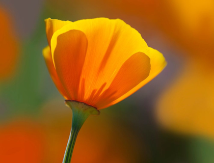 Picture of CALIFORNIA CLOSE-UP OF POPPY FLOWER