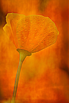 Picture of CALIFORNIA CALIFORNIA POPPY CLOSE-UP