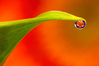 Picture of CALIFORNIA FLOWER REFLECTS IN WATER DROPLET