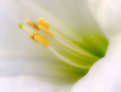 Picture of CALIFORNIA DETAIL OF SACRED DATURA FLOWER