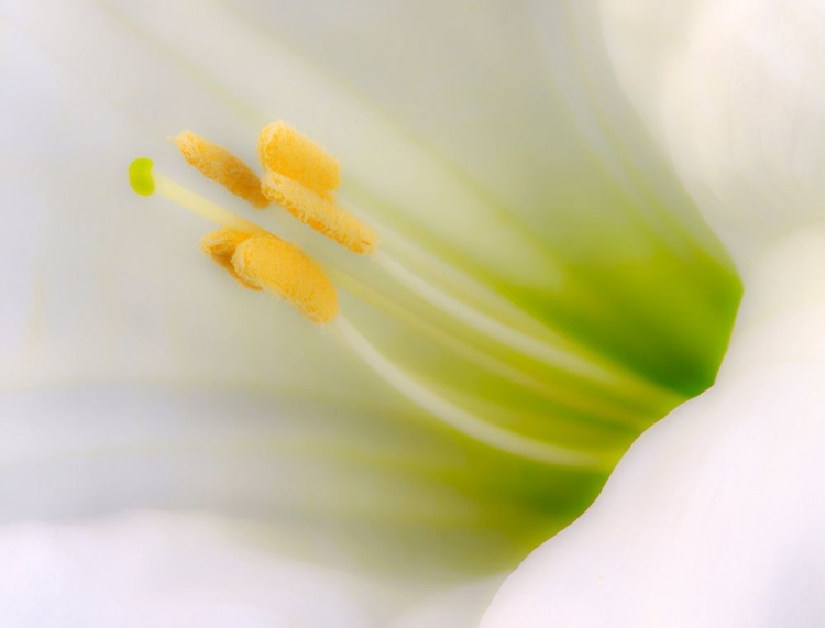 Picture of CALIFORNIA DETAIL OF SACRED DATURA FLOWER