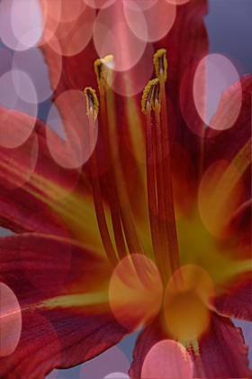 Picture of CALIFORNIA ABSTRACT OF DAY LILY FLOWER