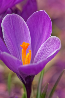 Picture of CALIFORNIA CROCUS FLOWER