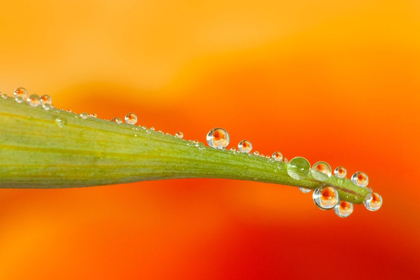 Picture of CALIFORNIA WATER DROPLETS REFLECT FLOWER ON POPPY LEAF