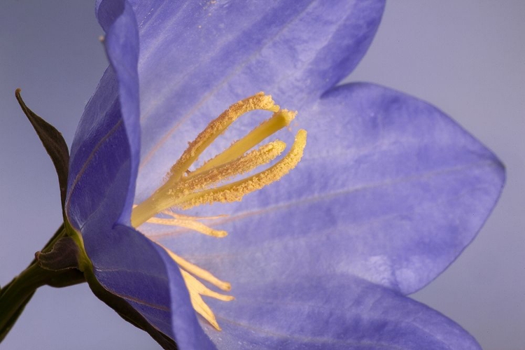 Picture of CALIFORNIA CAMPANELLA FLOWER DETAIL