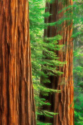 Picture of CALIFORNIA-YOSEMITE NATIONAL PARK ABSTRACT OF SEQUOIA TRESS IN MARIPOSA GROVE