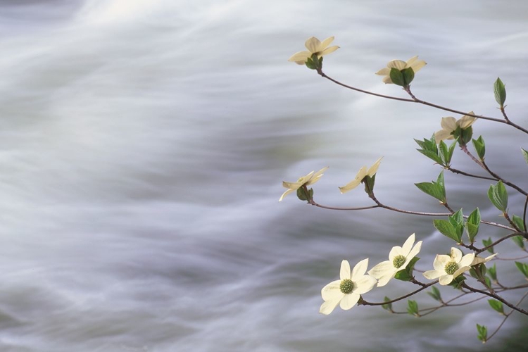 Picture of CALIFORNIA-YOSEMITE NATIONAL PARK BLOOMING DOGWOOD ALONG MERCED RIVER RAPIDS