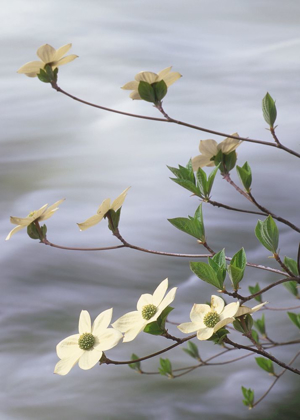 Picture of CALIFORNIA-YOSEMITE NATIONAL PARK BLOOMING DOGWOOD ALONG MERCED RIVER RAPIDS