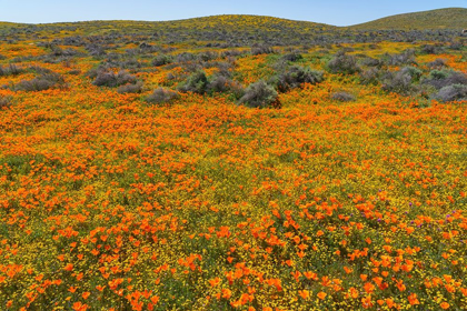 Picture of CALIFORNIA A CARPET OF CALIFORNIA POPPIES BLOOMS AMIDST OTHER WILDFLOWERS IN THE LANCASTER VALLEY
