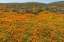 Picture of CALIFORNIA A CARPET OF CALIFORNIA POPPIES BLOOMS AMIDST OTHER WILDFLOWERS IN THE LANCASTER VALLEY