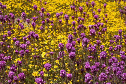 Picture of CALIFORNIA OWLS CLOVER AND A VARIETY OF YELLOW FLOWERS FILL A MEADOW IN CARRIZO PLAIN NM