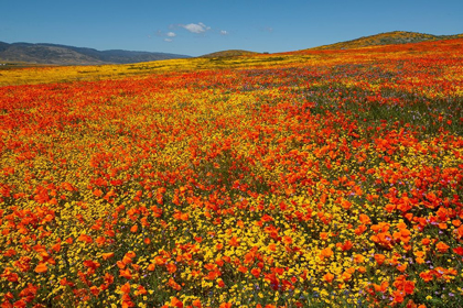 Picture of HILLSIDE FILLED WITH GOLDFIELDS AND CALIFORNIA POPPIES NEAR LANCASTER AND ANTELOPE VALLEY
