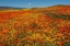 Picture of HILLSIDE FILLED WITH GOLDFIELDS AND CALIFORNIA POPPIES NEAR LANCASTER AND ANTELOPE VALLEY