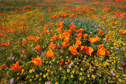 Picture of CALIFORNIA-SUPERBLOOM HILLSIDE NEAR LANCASTER-YELLOW GOLDFIELDS-BLUE AND PURPLE FILAREE AND LUPINE