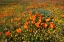 Picture of CALIFORNIA-SUPERBLOOM HILLSIDE NEAR LANCASTER-YELLOW GOLDFIELDS-BLUE AND PURPLE FILAREE AND LUPINE