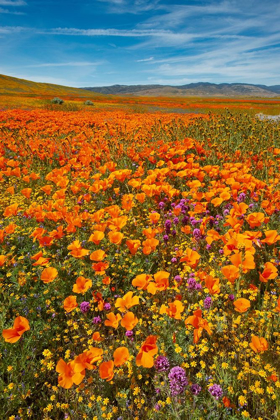 Picture of CALIFORNIA-OWLS CLOVER-GOLDFIELDS AND CALIFORNIA POPPIES ON HILLSIDE NEAR LANCASTER-CALIFORNIA