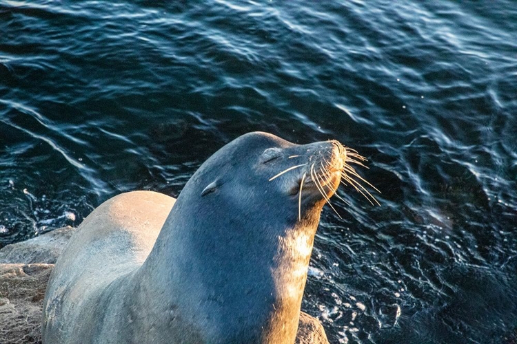 Picture of CALIFORNIA-MONTEREY-BEACHWATER COVE BEACH AND MARINA-HARBOR SEAL SUNNING