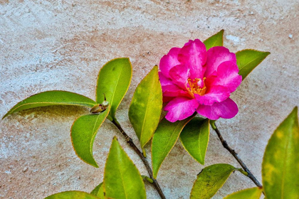 Picture of CALIFORNIA-CARMEL-BASILICA OF SAN CARLOS BORROMEO DEL RIO CARMELO-FLOWER