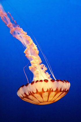 Picture of CALIFORNIA-MONTEREY-MONTEREY BAY AQUARIUM-JELLYFISH SWIMMING