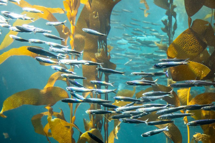 Picture of CALIFORNIA-MONTEREY-MONTEREY BAY AQUARIUM-SCHOOL OF PACIFIC SARDINES SWIMMING AMONG KELP