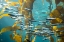 Picture of CALIFORNIA-MONTEREY-MONTEREY BAY AQUARIUM-SCHOOL OF PACIFIC SARDINES SWIMMING AMONG KELP