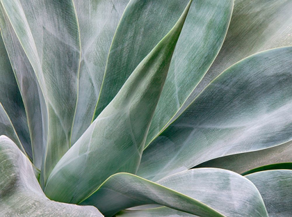 Picture of CALIFORNIA-SAN DIEGO AGAVE PLANT (AGAVACEAE)