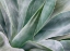 Picture of CALIFORNIA-SAN DIEGO AGAVE PLANT (AGAVACEAE)